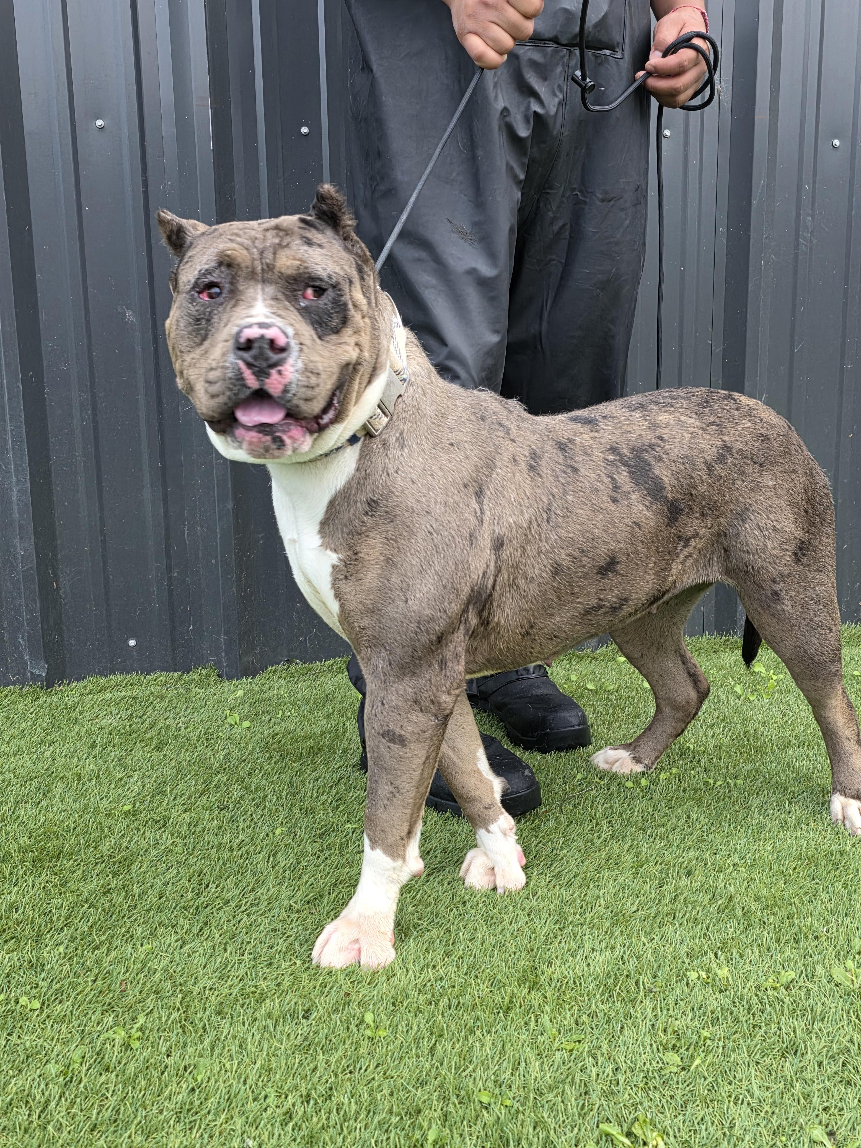 Junie B, a Adoptable American Bully in San Juan Bautista, CA image 4/6