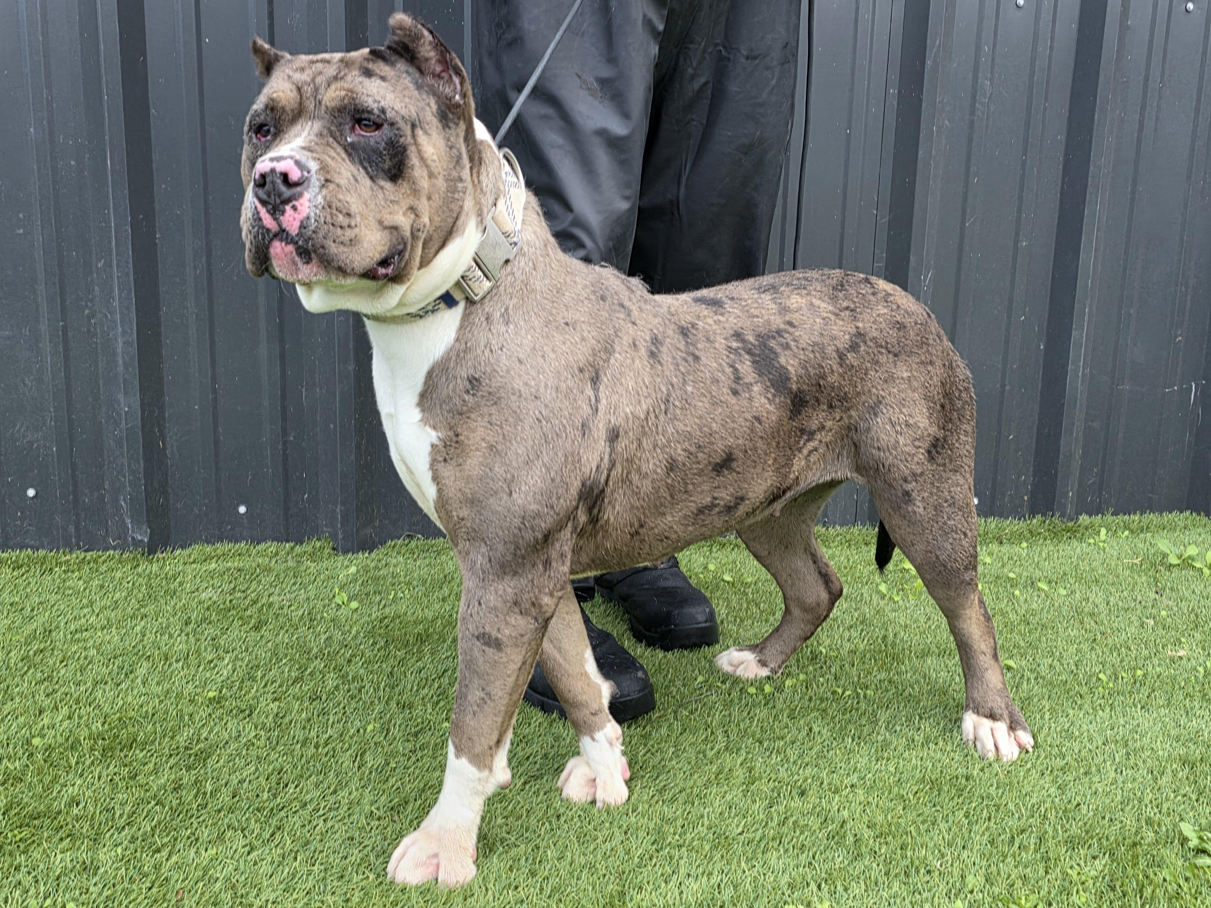 Junie B, a Adoptable American Bully in San Juan Bautista, CA image 5/6