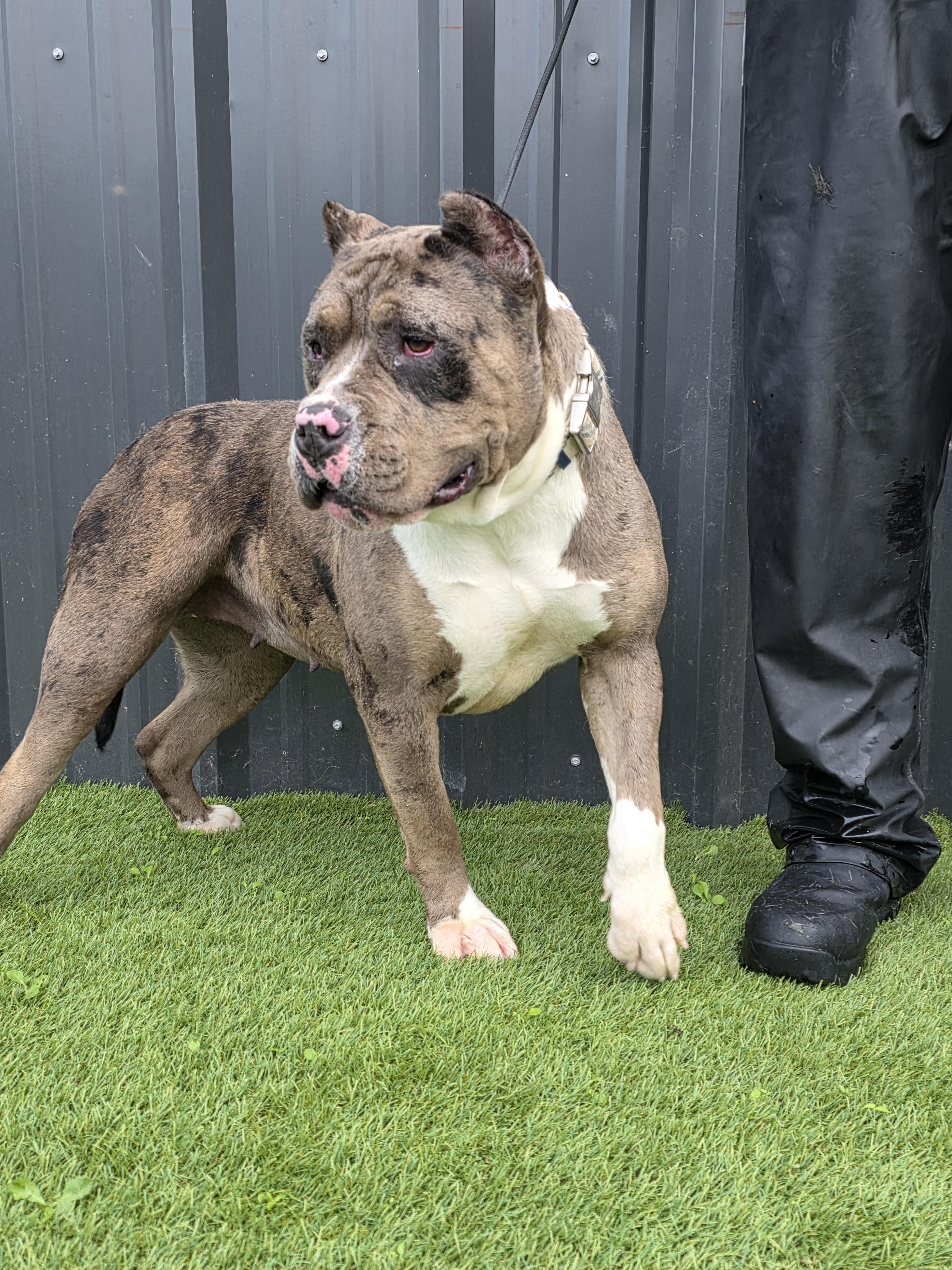 Junie B, a Adoptable American Bully in San Juan Bautista, CA image 6/6