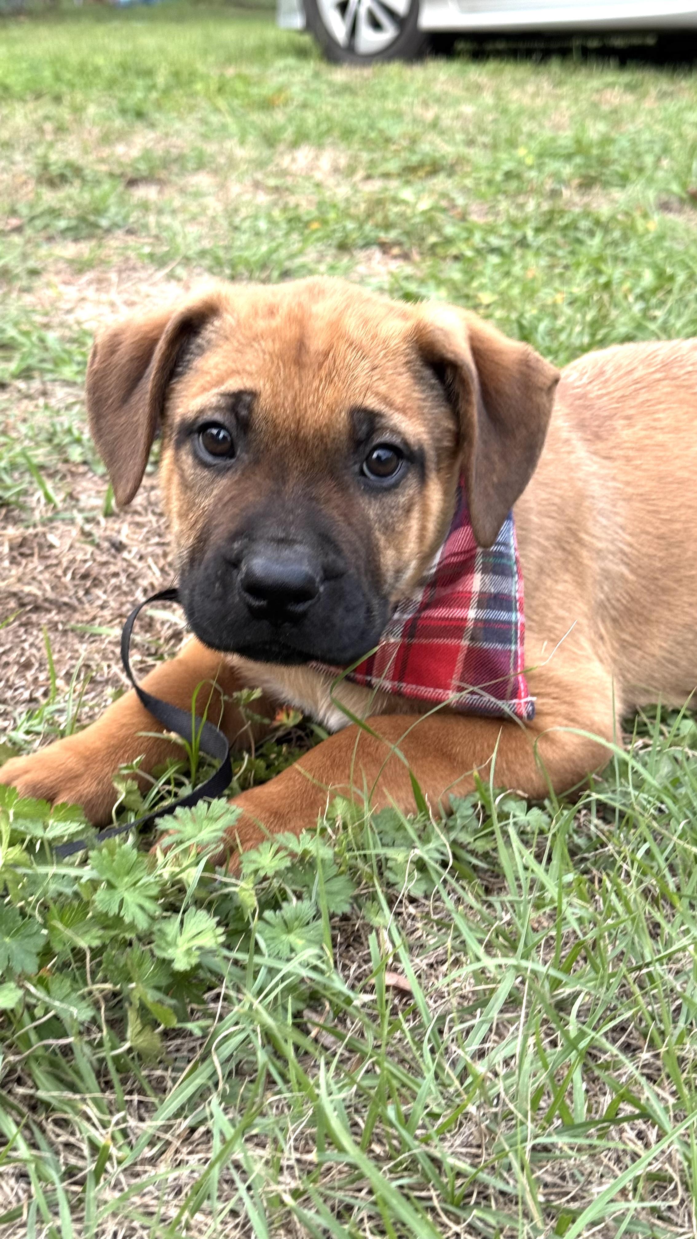 MALCOLM, an adopted mixed breed in Nahunta, GA image 2/4