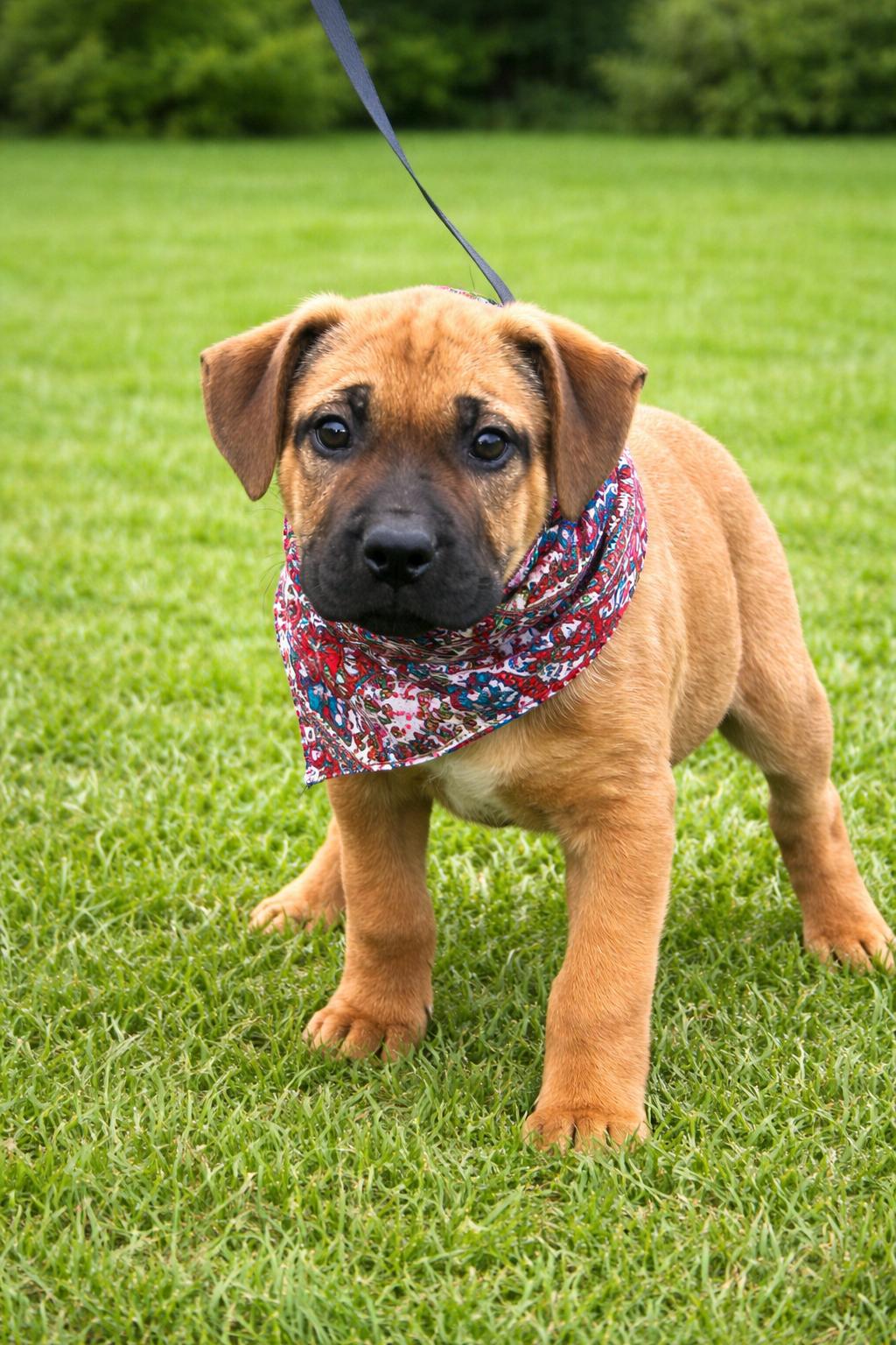 MALCOLM, an adopted mixed breed in Nahunta, GA image 3/4