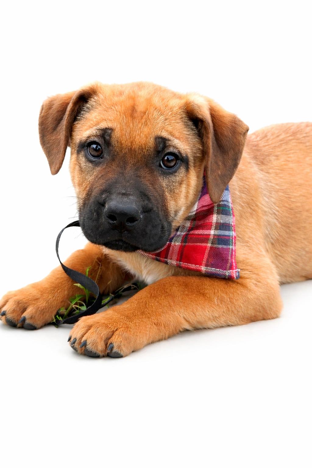 MALCOLM, an adopted mixed breed in Nahunta, GA image 1/4