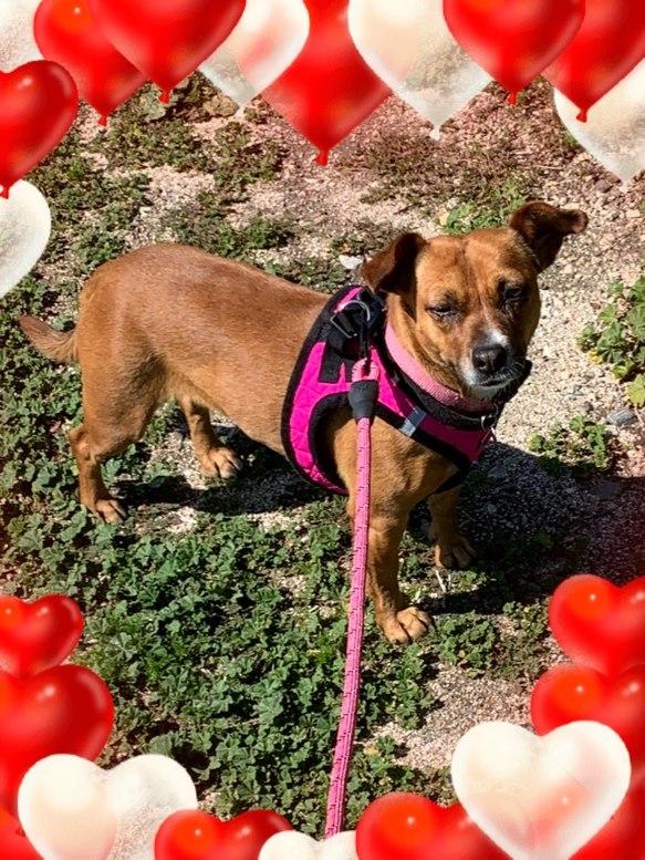 Enlarge Thelma, a Adoptable mixed breed in La Verne, CA image 1/3