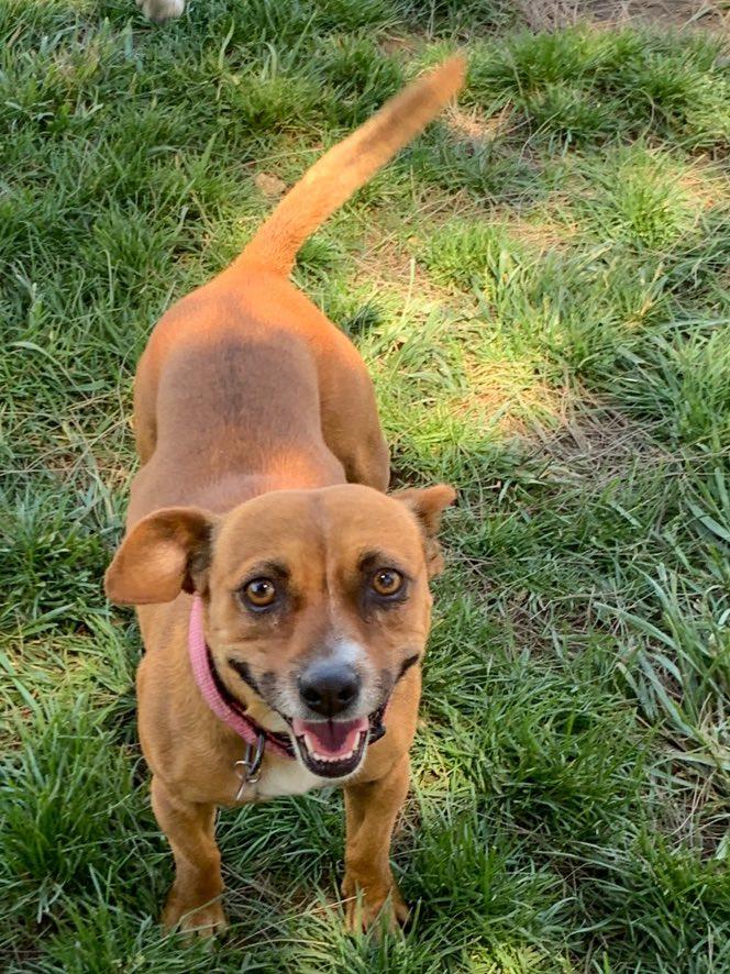 Enlarge Thelma, a Adoptable mixed breed in La Verne, CA image 2/3