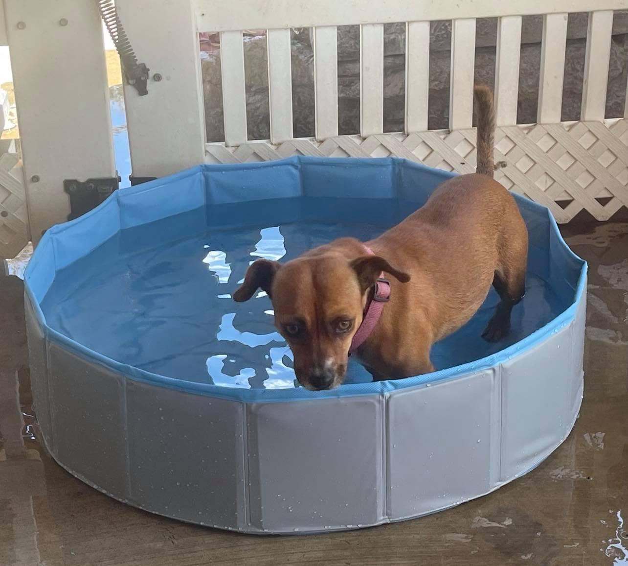 Enlarge Thelma, a Adoptable mixed breed in La Verne, CA image 3/3