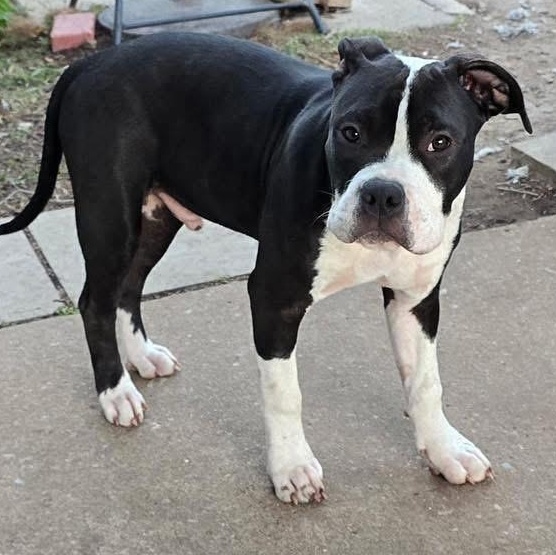 Enlarge atlas, an adopted mixed breed in Tumwater, WA image 5/6