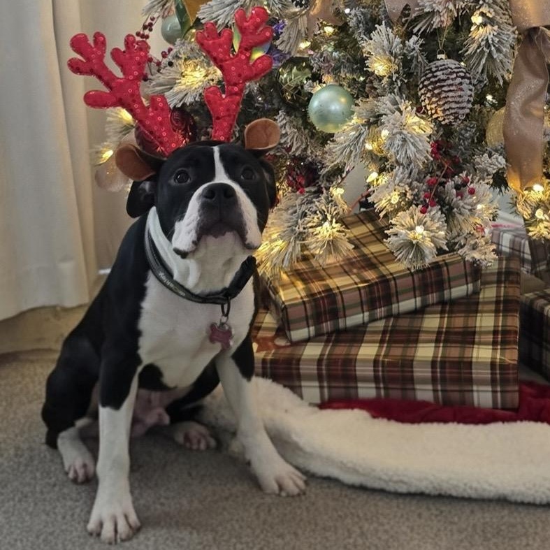 Enlarge atlas, an adopted mixed breed in Tumwater, WA image 2/6