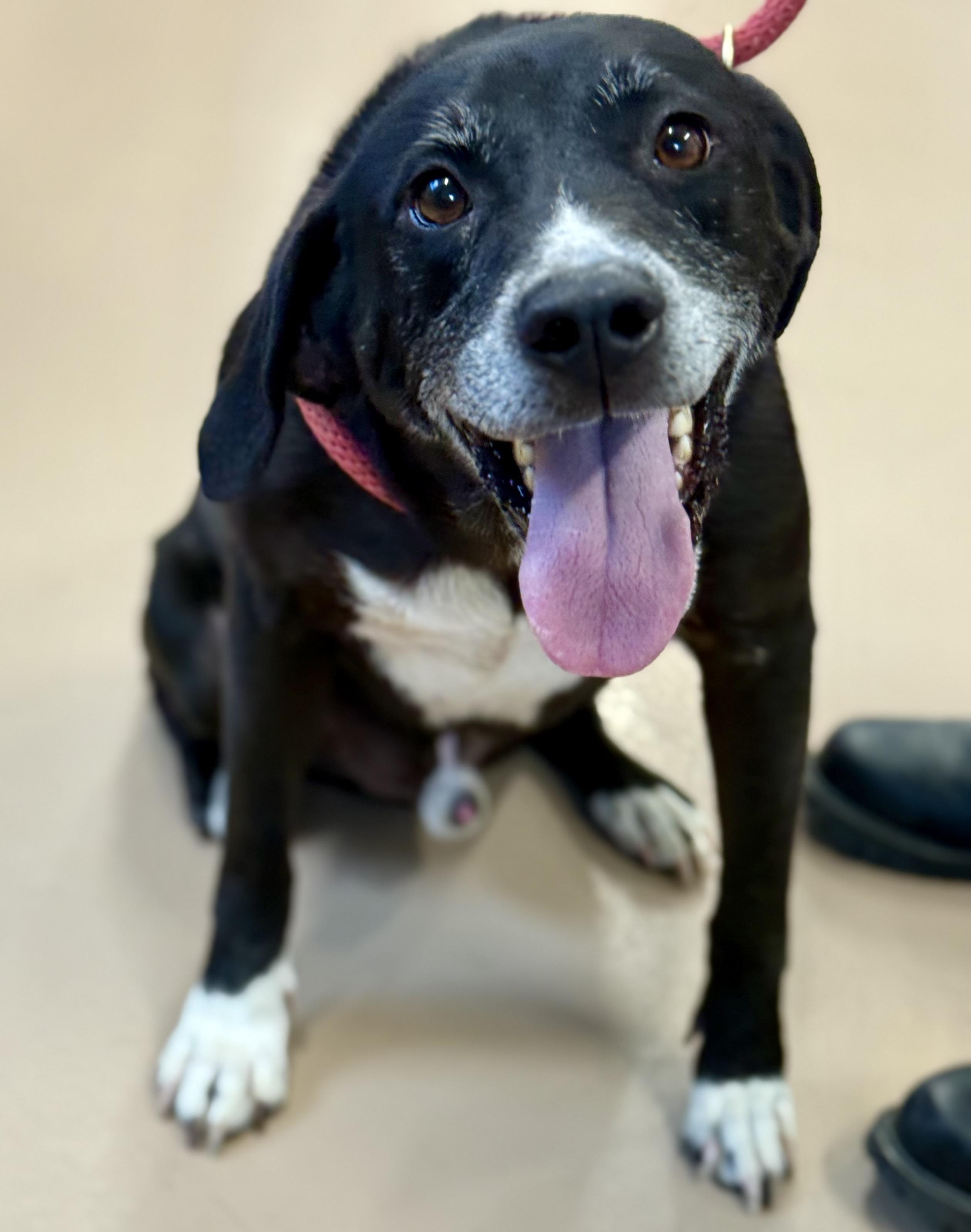 Enlarge Debo, a Adoptable Mixed Breed in Hernando, MS image 2/2