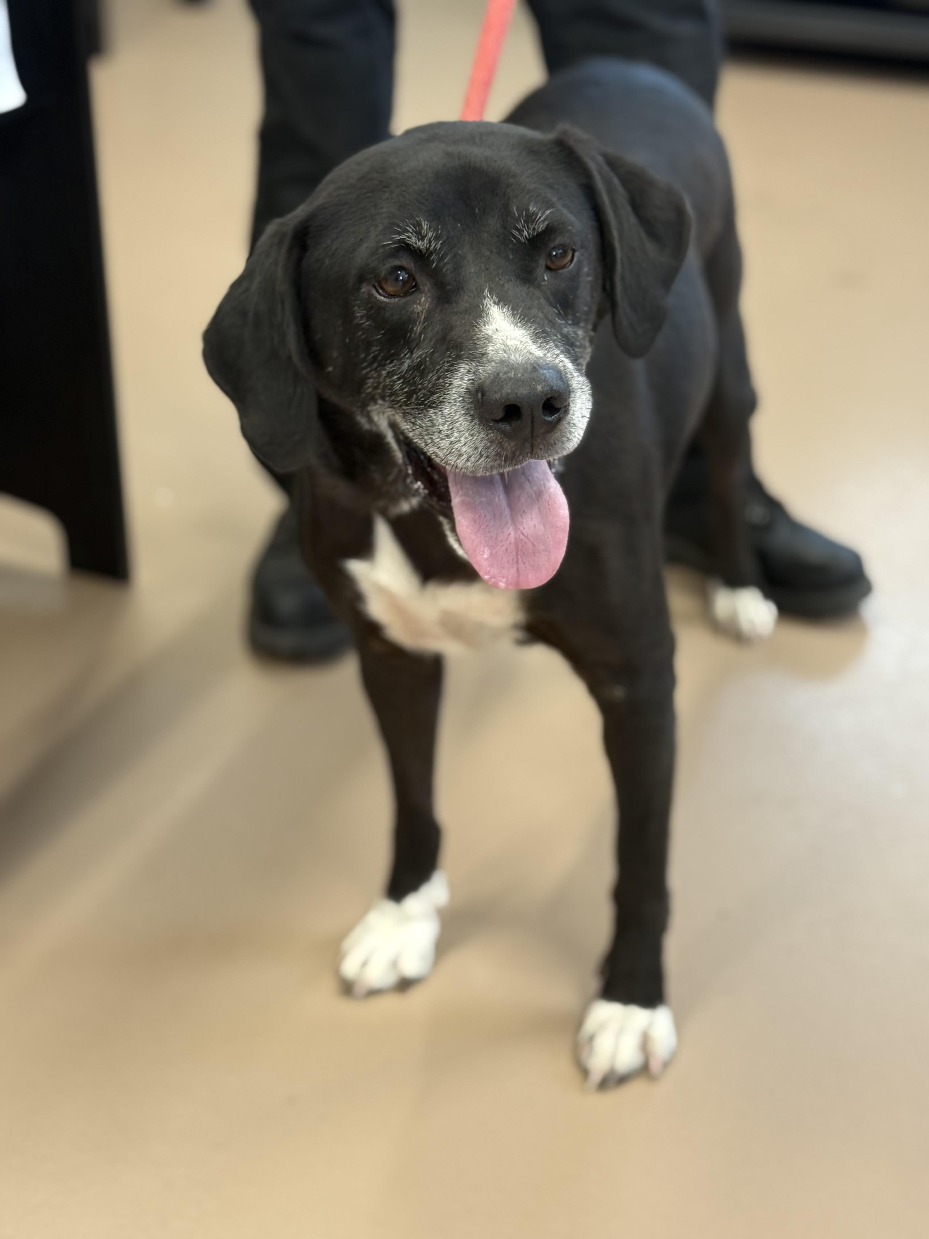 Debo, Adoptable, Senior Male Mixed Breed.