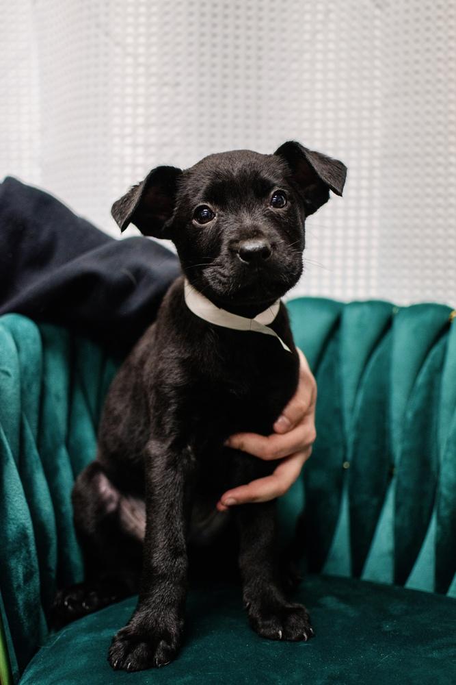 Enlarge Nashville, a Adoptable mixed breed in Frankfort, NY image 1/1