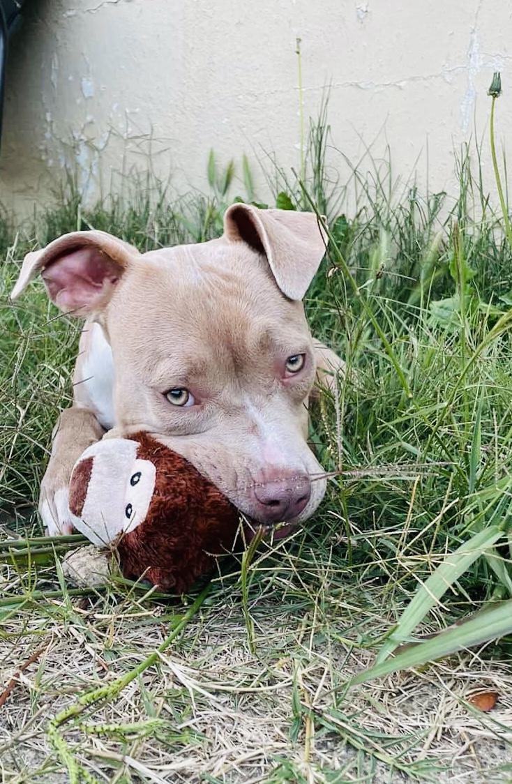 Honey Bunnie, an adopted Pit Bull Terrier in Olympia, WA image 2/6