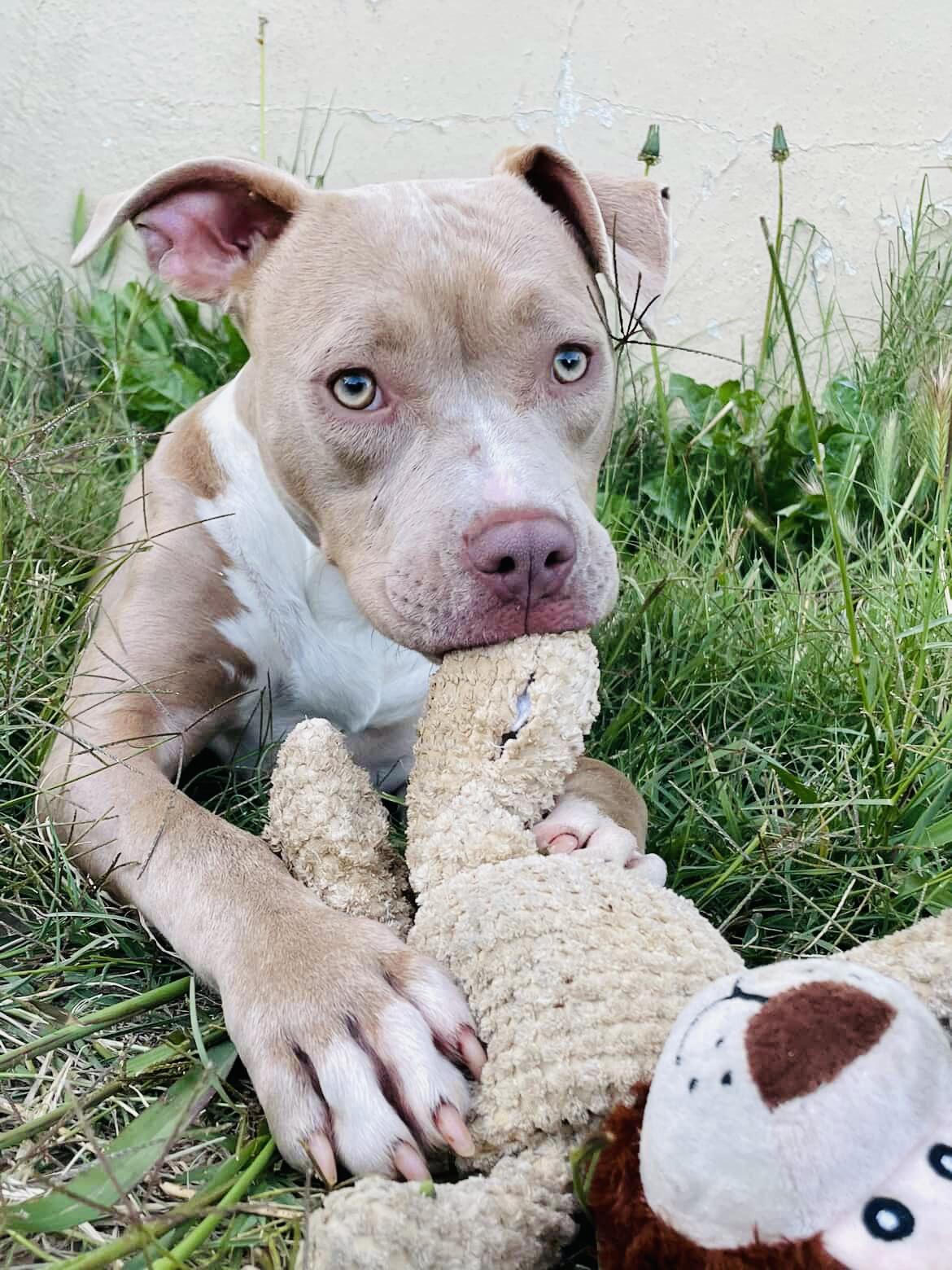 Honey Bunnie, an adopted Pit Bull Terrier in Olympia, WA image 4/6