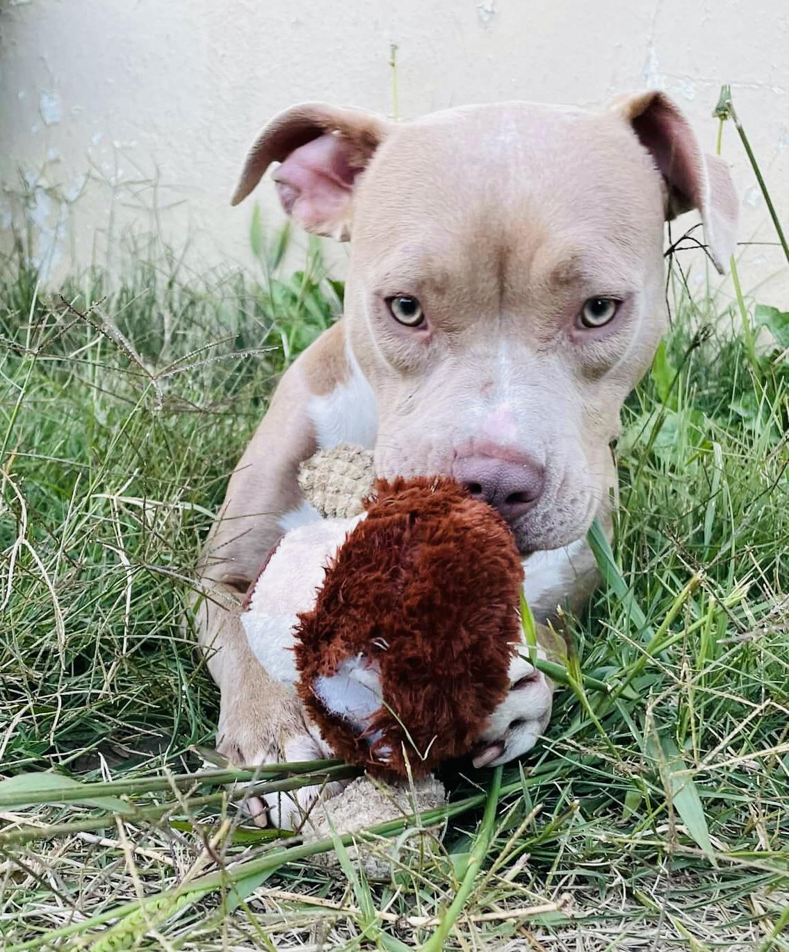 Honey Bunnie, an adopted Pit Bull Terrier in Olympia, WA image 3/6