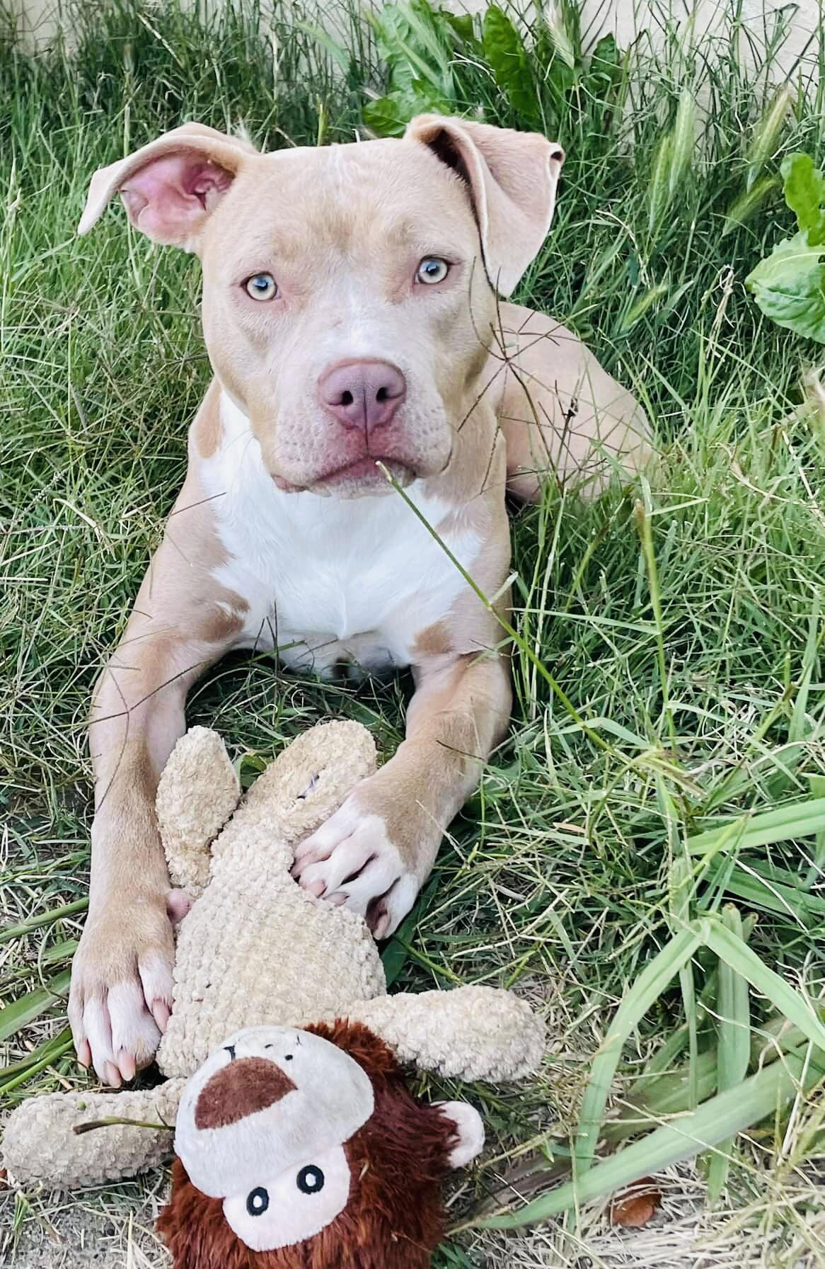 Honey Bunnie, an adopted Pit Bull Terrier in Olympia, WA image 1/6