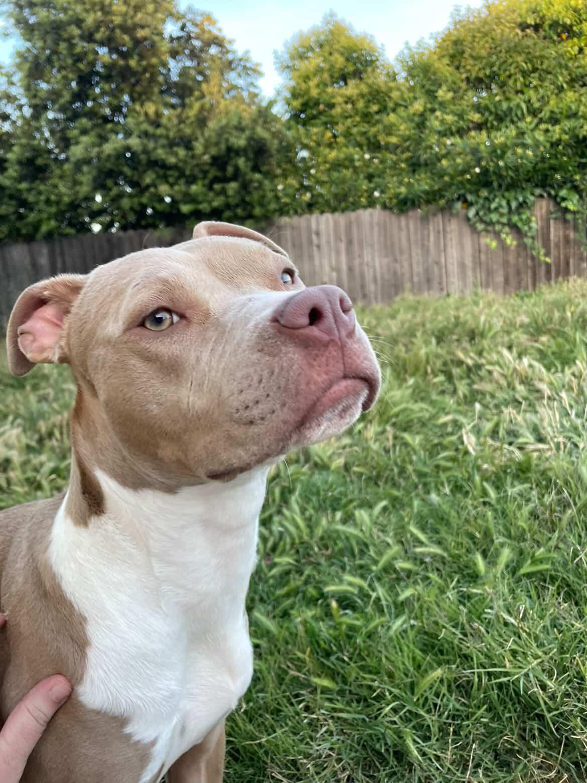 Honey Bunnie, an adopted Pit Bull Terrier in Olympia, WA image 6/6