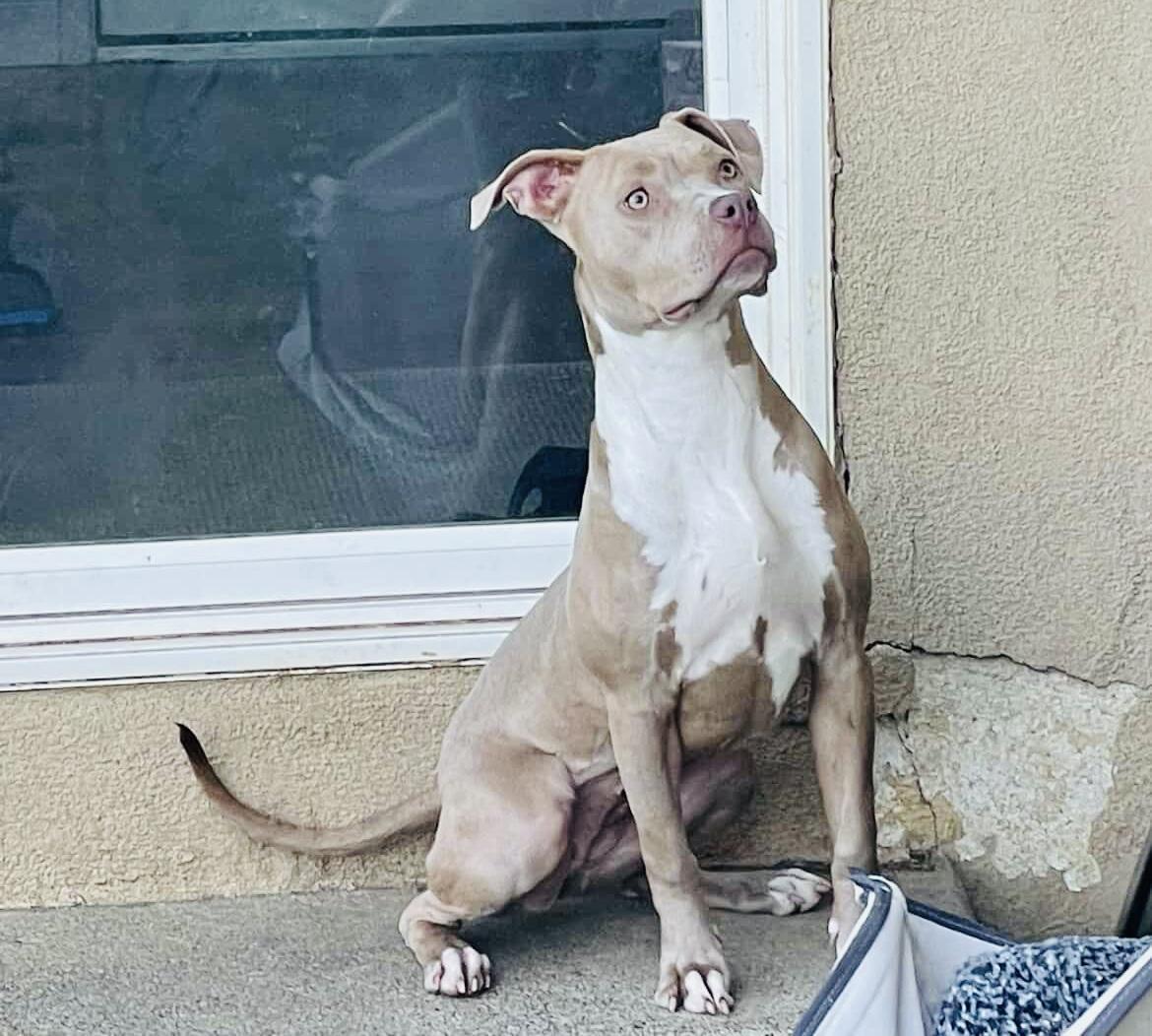 Honey Bunnie, an adopted Pit Bull Terrier in Olympia, WA image 5/6