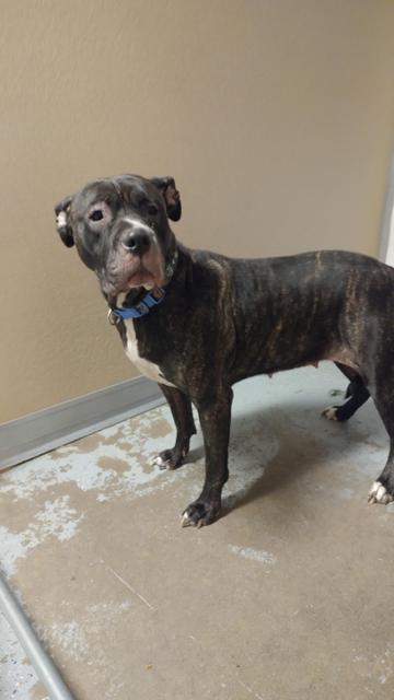 Bella, Adopted, Senior Female Mastiff & Pit Bull Terrier.