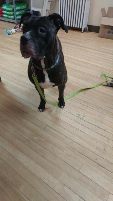 Bella, a Adopted mixed breed in Lunenburg, VT image 2/3