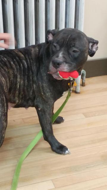 Bella, a Adopted mixed breed in Lunenburg, VT image 3/3