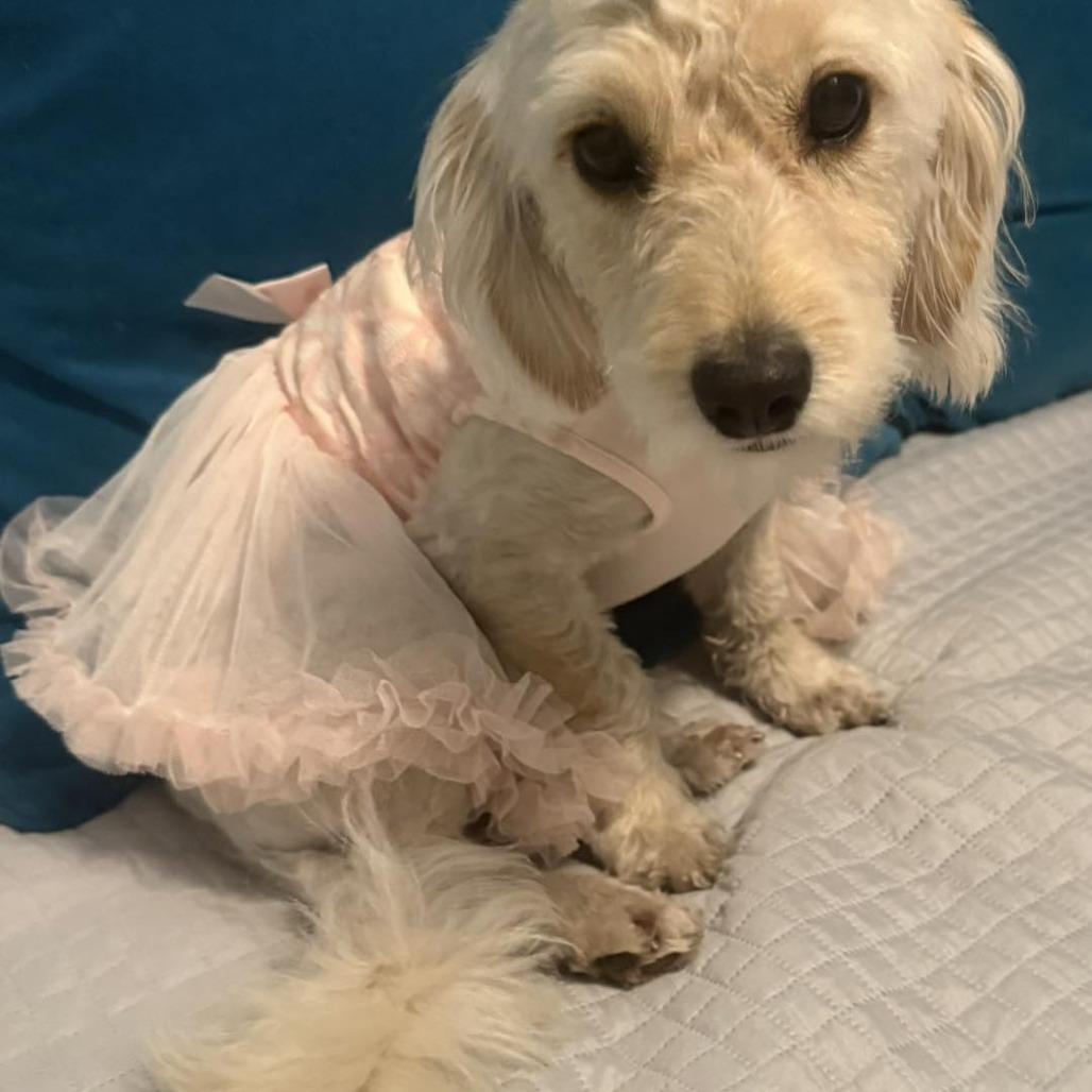 Enlarge Tinkerbelle, a Adoptable mixed breed in Sarasota, FL image 1/6