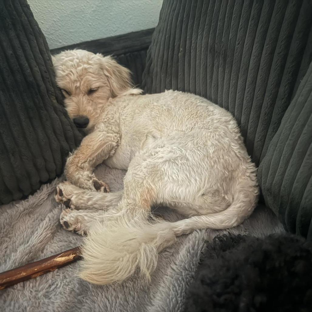 Enlarge Tinkerbelle, a Adoptable mixed breed in Sarasota, FL image 2/6