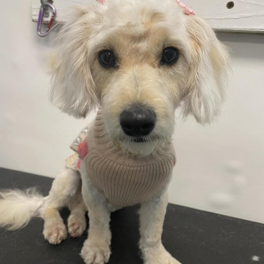 Enlarge Tinkerbelle, a Adoptable mixed breed in Sarasota, FL image 4/6