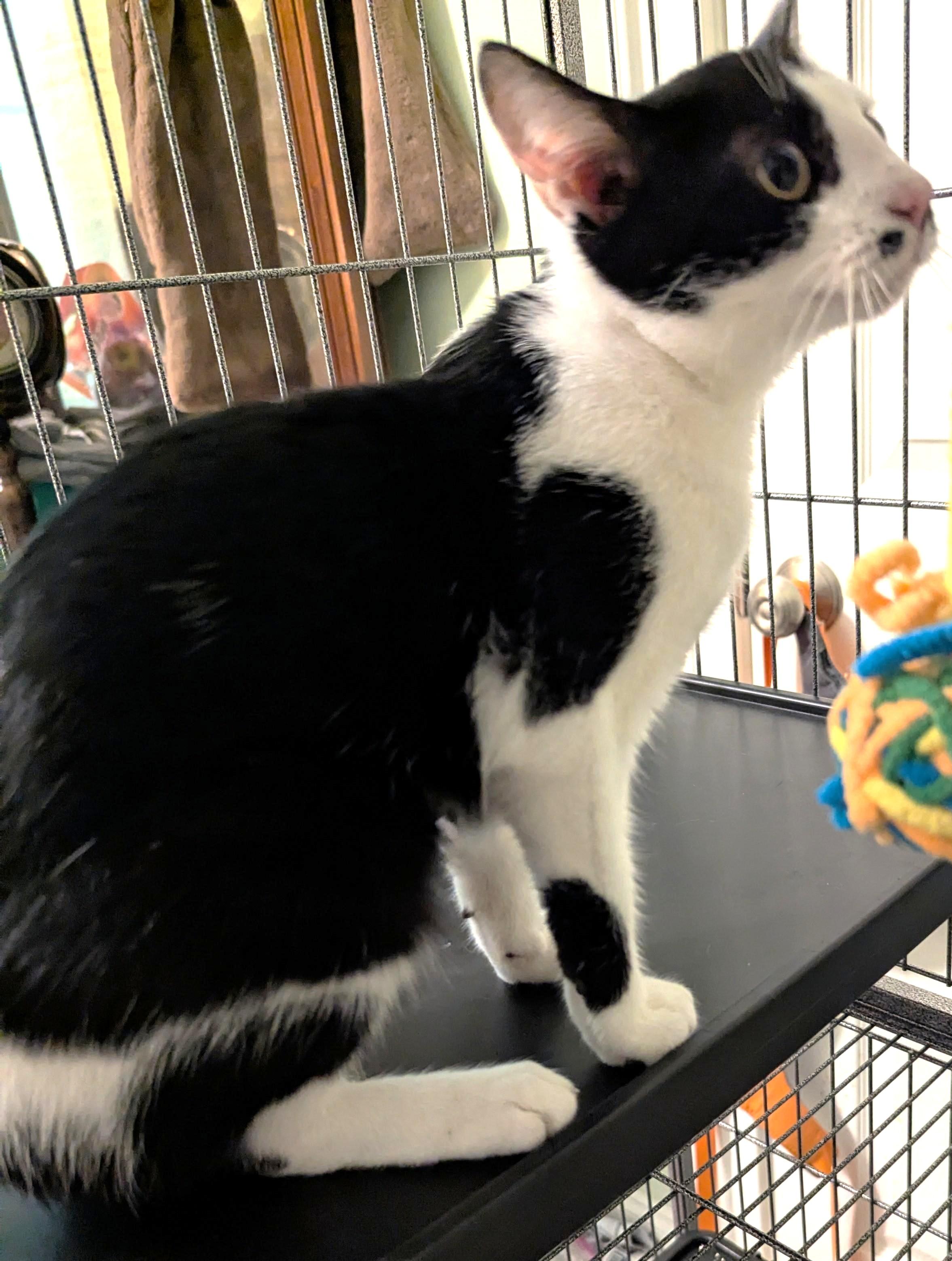 Enlarge Juliet, a ADOPTABLE Domestic Short Hair in Jamaica Plain, MA image 2/2