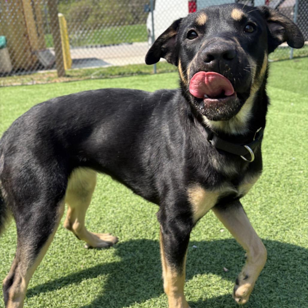 Tulip, Adoptable, Adult Female Mixed Breed.