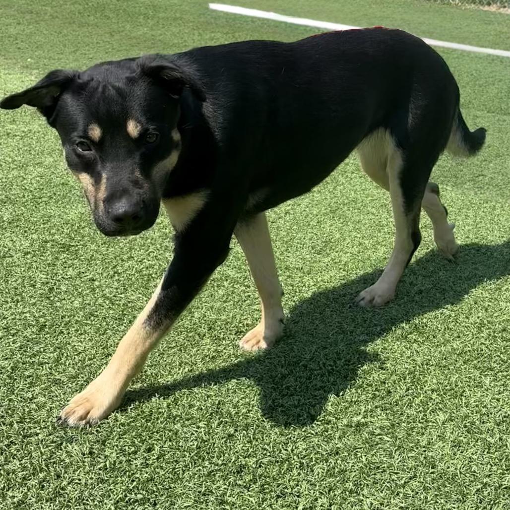 Enlarge Tulip, a Adoptable Mixed Breed in Batavia, OH image 2/5