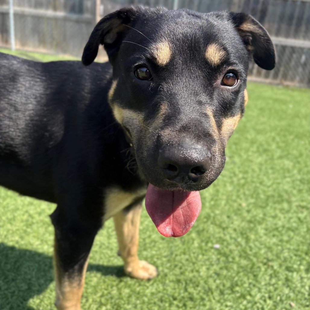 Enlarge Tulip, a Adoptable Mixed Breed in Batavia, OH image 3/5