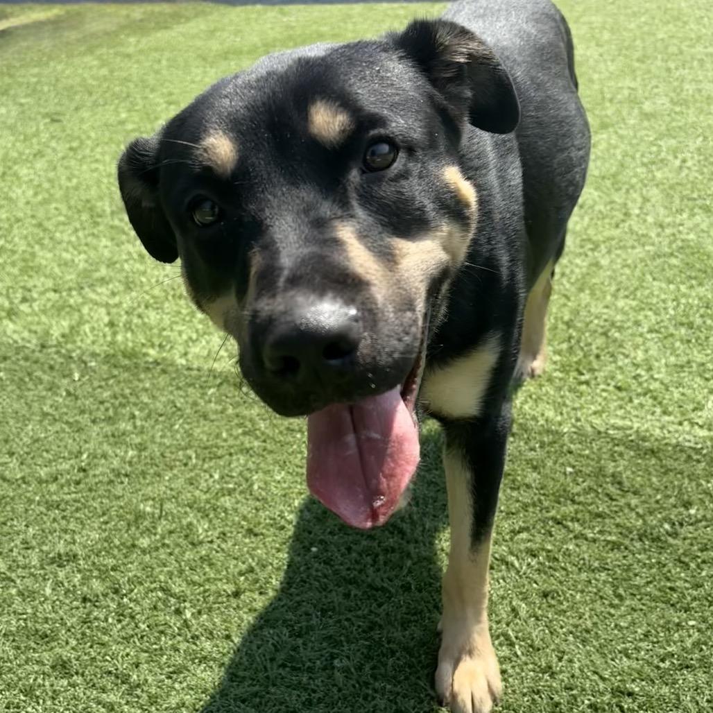 Enlarge Tulip, a Adoptable Mixed Breed in Batavia, OH image 4/5