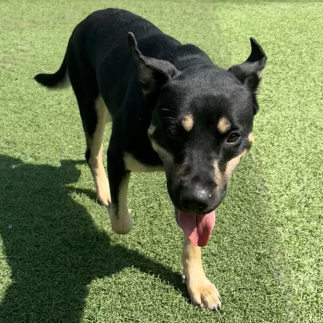 Enlarge Tulip, a Adoptable Mixed Breed in Batavia, OH image 5/5