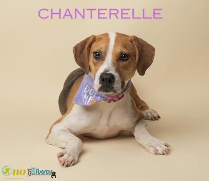 Chanterelle, a Adoptable mixed breed in Fairhope, AL image 1/2