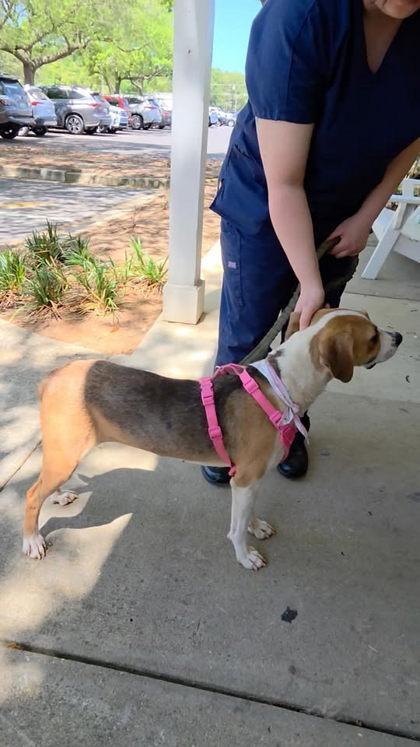 Chanterelle, a Adoptable mixed breed in Fairhope, AL image 2/2