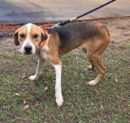 Chanterelle, Adoptable, Adult Female Treeing Walker Coonhound & Mixed Breed.