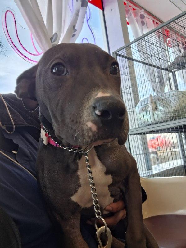 Enlarge Rosie, a Adoptable mixed breed in Parma, OH image 1/1