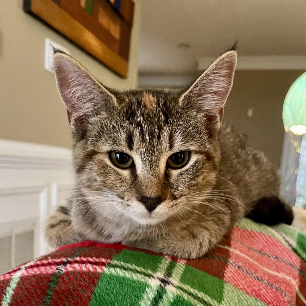 Meg, a Adoptable Domestic Short Hair in Cartersville, GA image 1/3