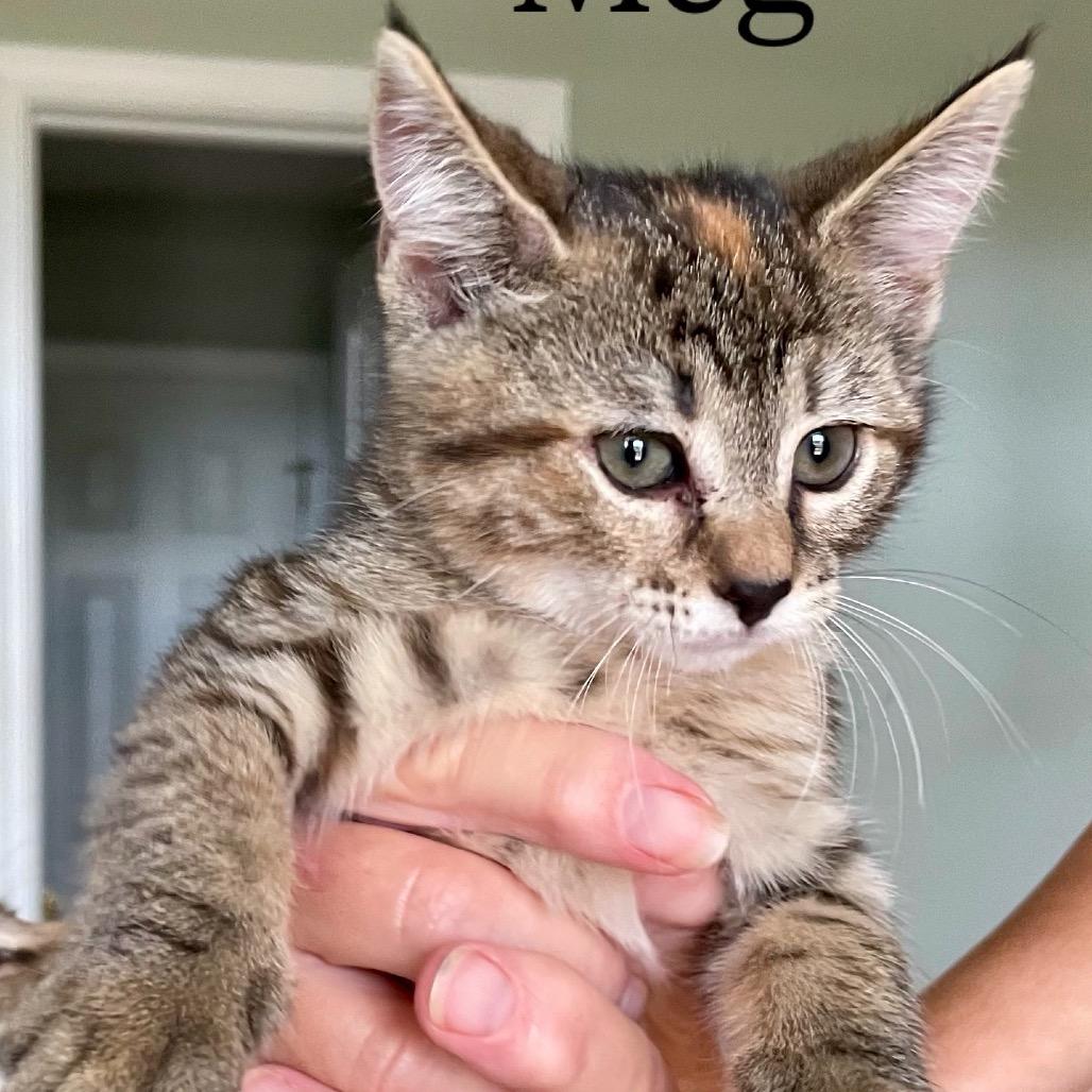 Meg, a Adoptable Domestic Short Hair in Cartersville, GA image 2/3