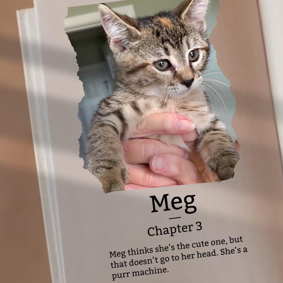 Meg, a Adoptable Domestic Short Hair in Cartersville, GA image 3/3