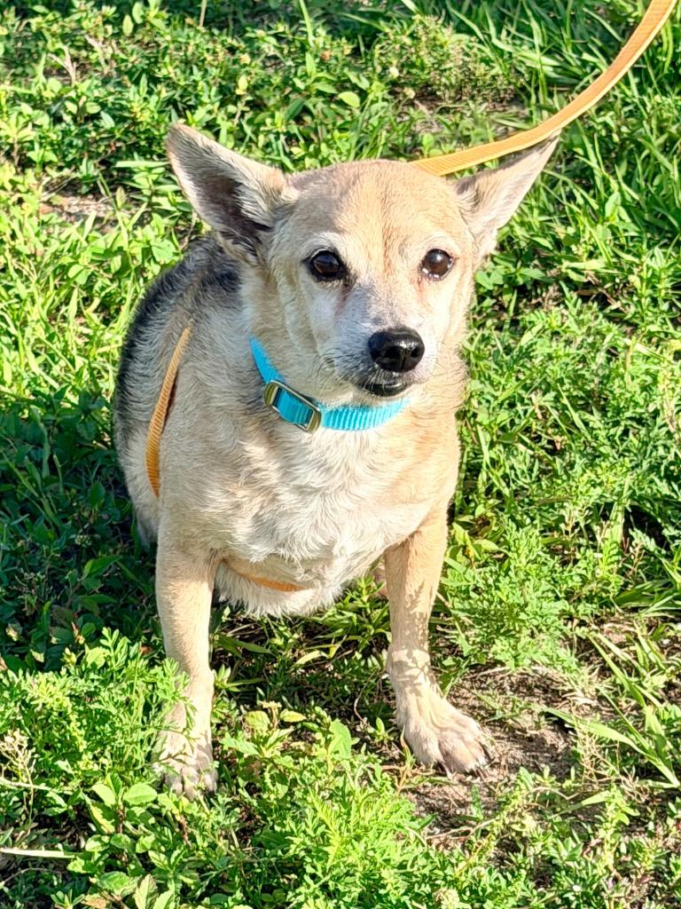Marlow, Adoptable, Senior Male Chihuahua & Mixed Breed.