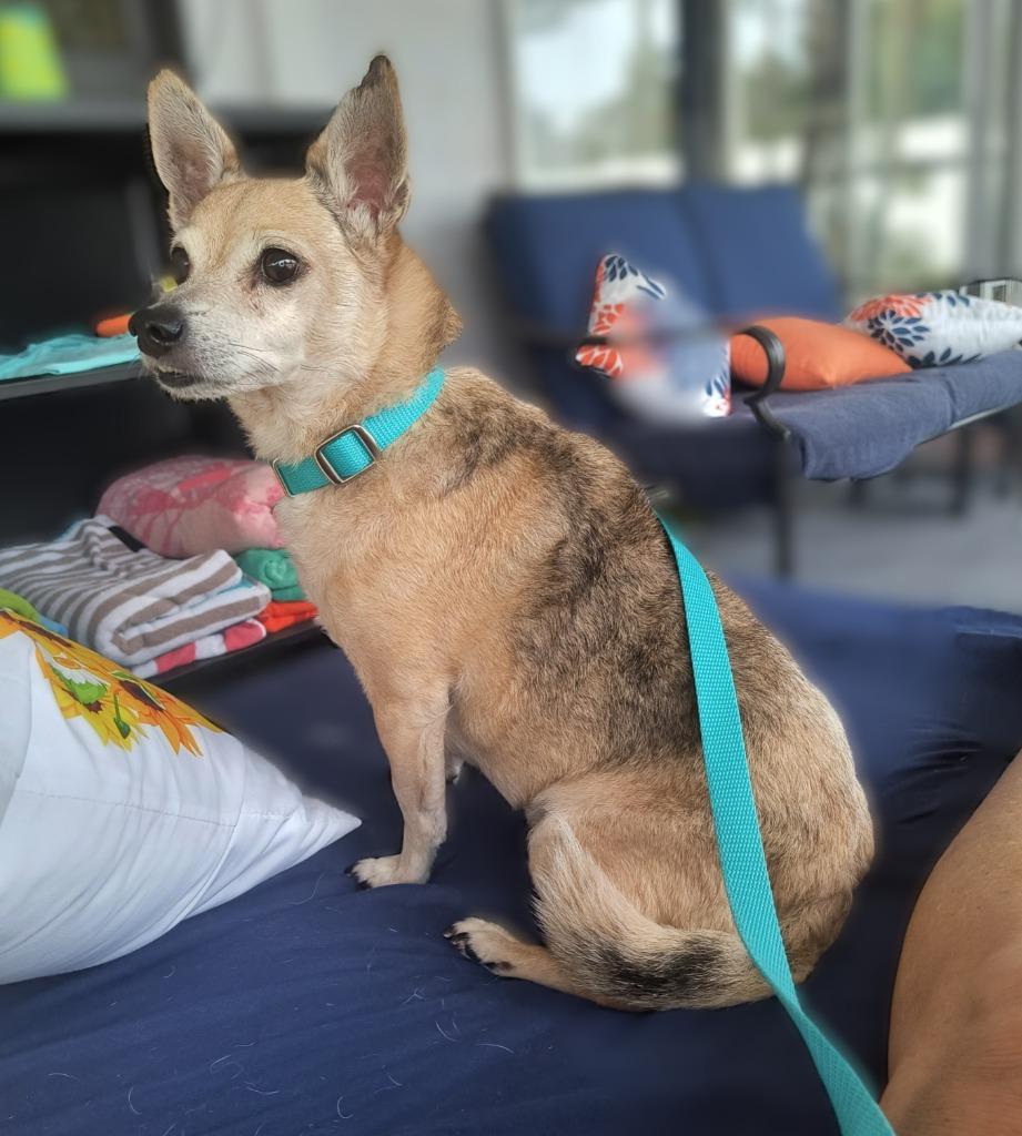 Enlarge Marlow, a Adoptable mixed breed in Cape Coral, FL image 2/4
