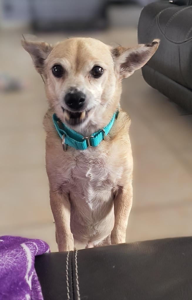 Enlarge Marlow, a Adoptable mixed breed in Cape Coral, FL image 3/4