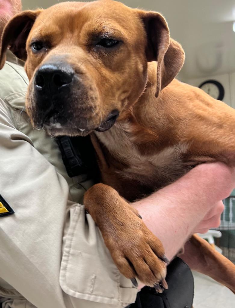 Enlarge Dawg, a Adopted Terrier in Mineral, VA image 1/1