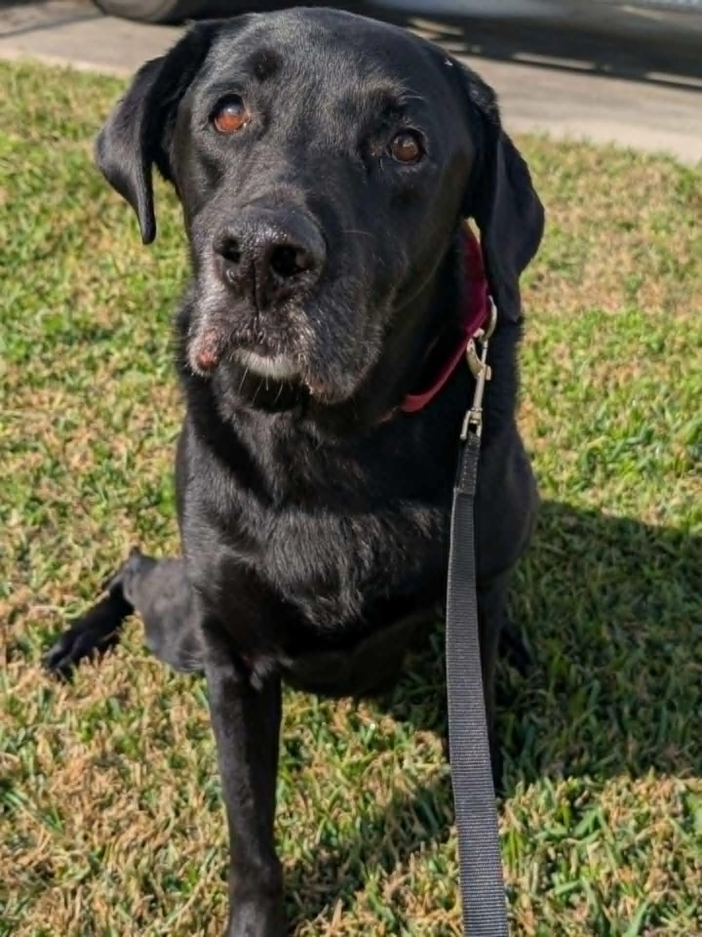 Gus, ADOPTABLE, Adult Male Black Labrador Retriever.