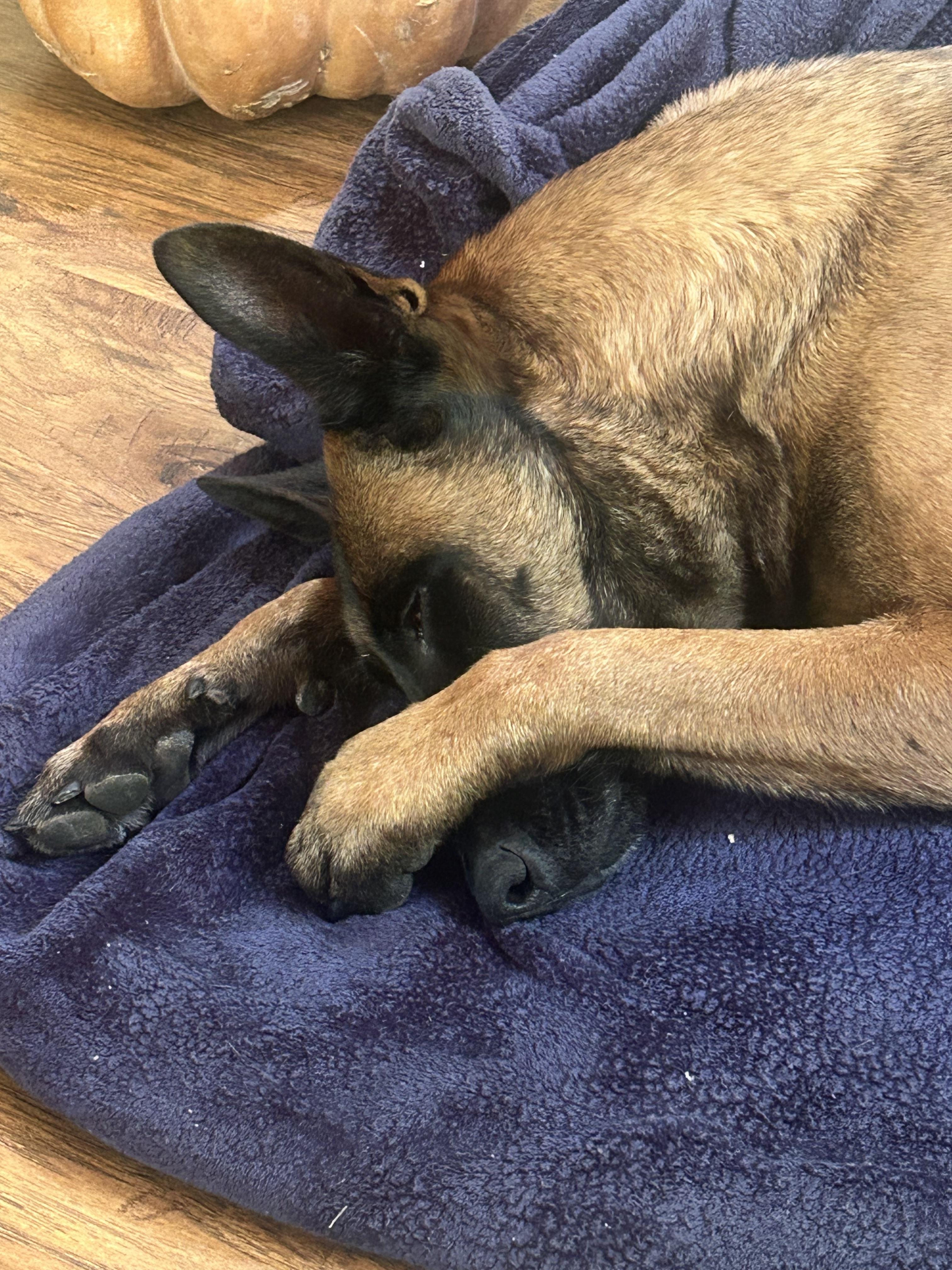 Enlarge Moxie, a Adoptable Belgian Shepherd / Malinois in Vancouver, WA image 1/6