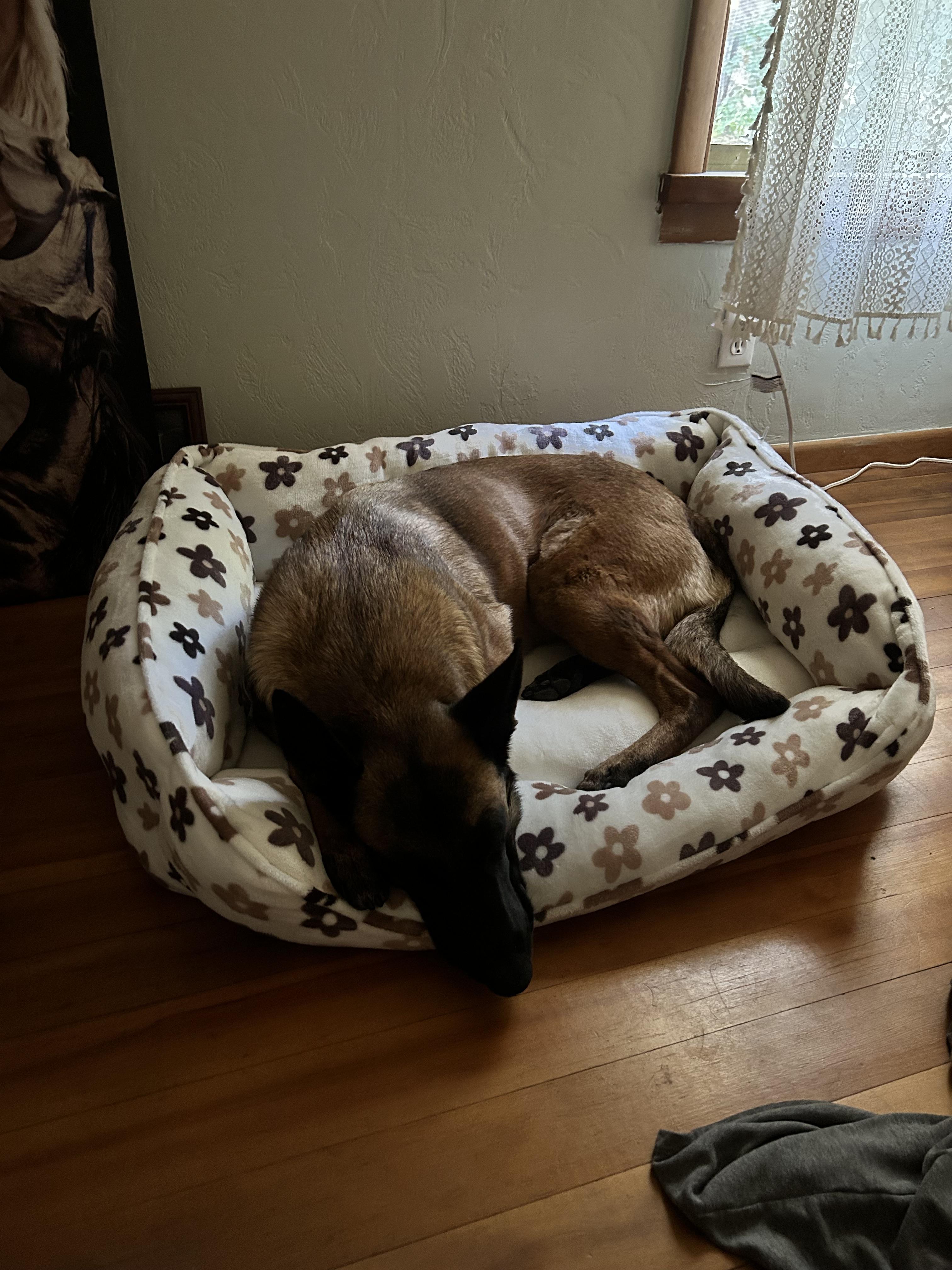 Enlarge Moxie, a Adoptable Belgian Shepherd / Malinois in Vancouver, WA image 2/6