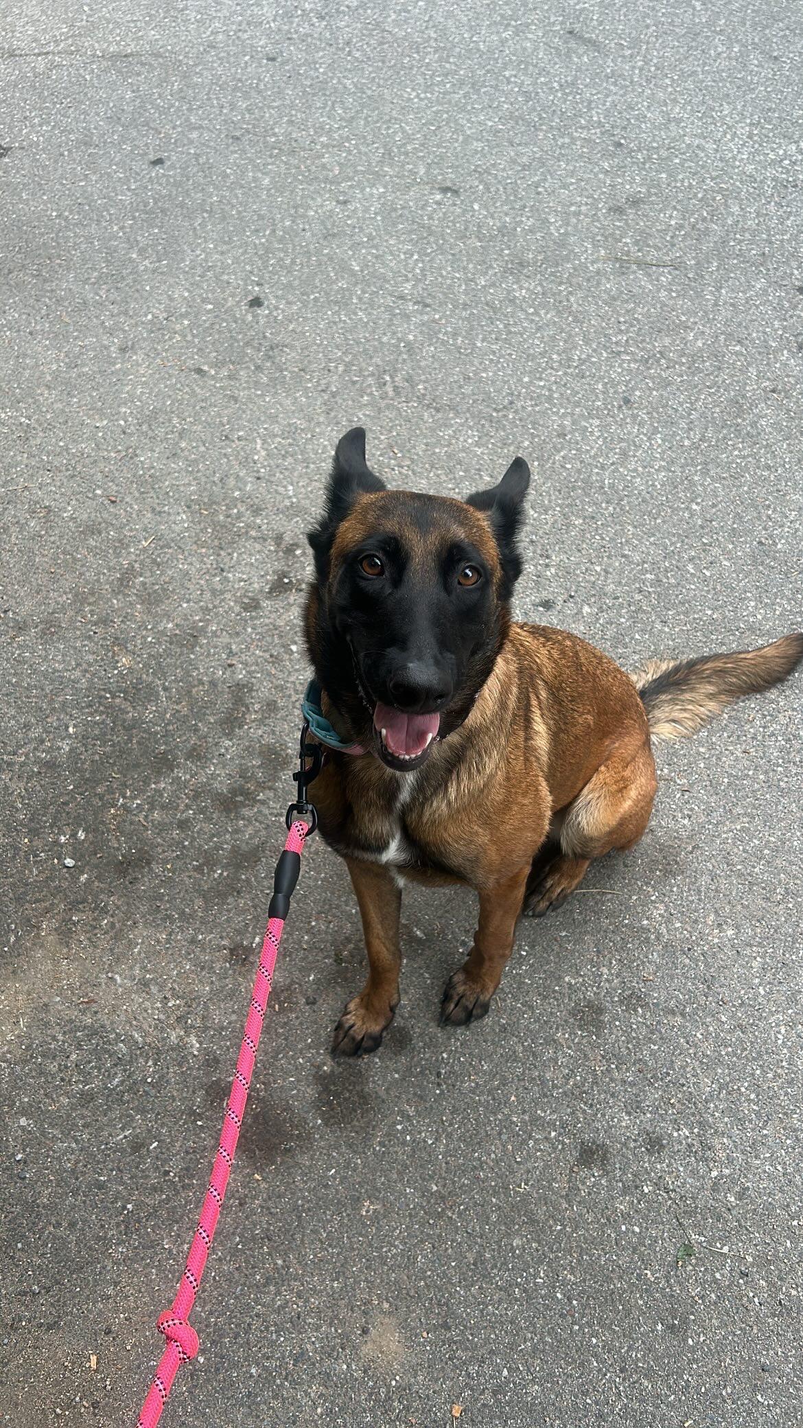 Enlarge Moxie, a Adoptable Belgian Shepherd / Malinois in Vancouver, WA image 3/6