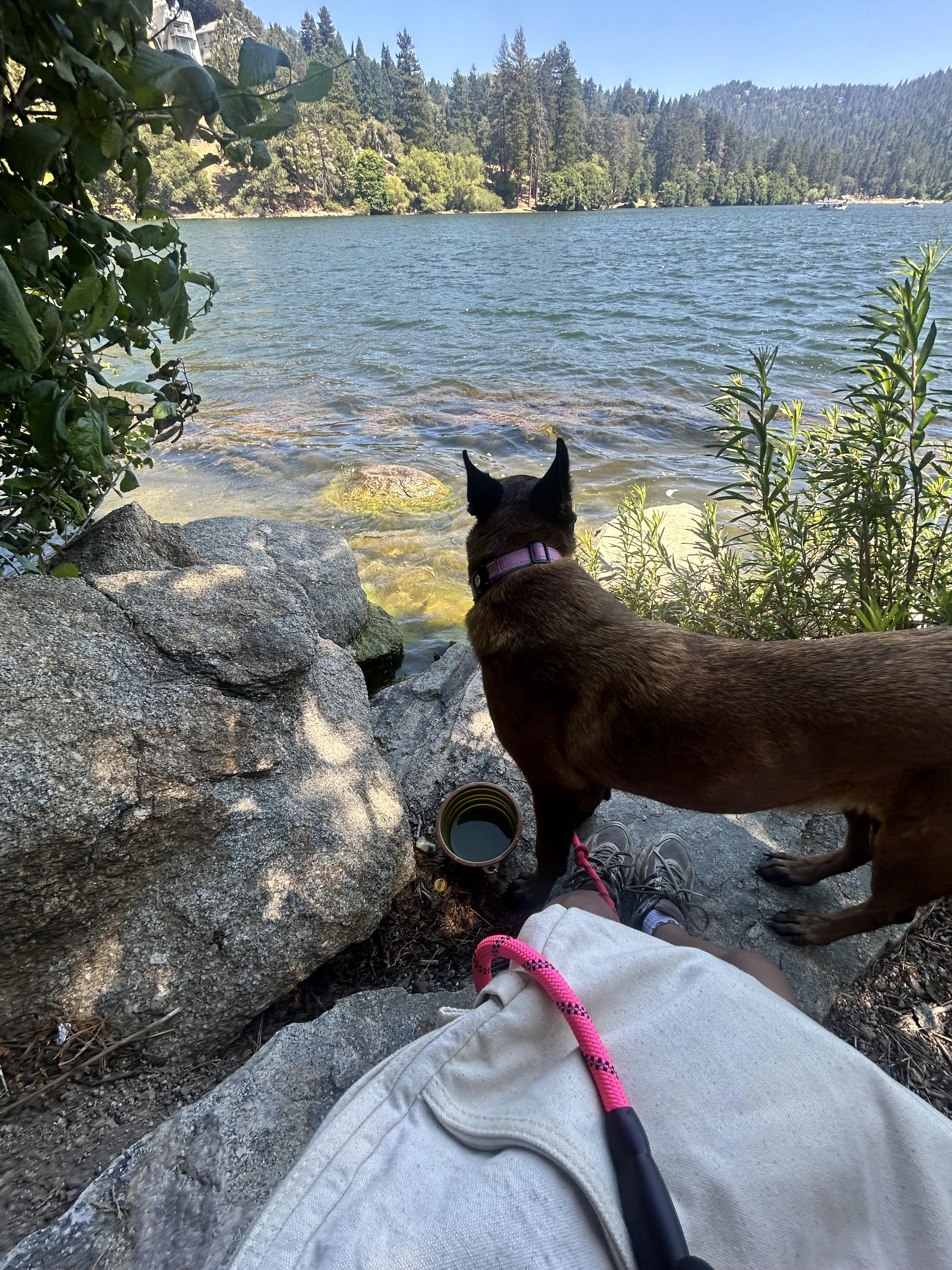 Enlarge Moxie, a Adoptable Belgian Shepherd / Malinois in Vancouver, WA image 4/6