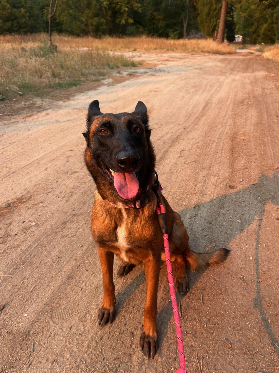 Enlarge Moxie, a Adoptable Belgian Shepherd / Malinois in Vancouver, WA image 5/6