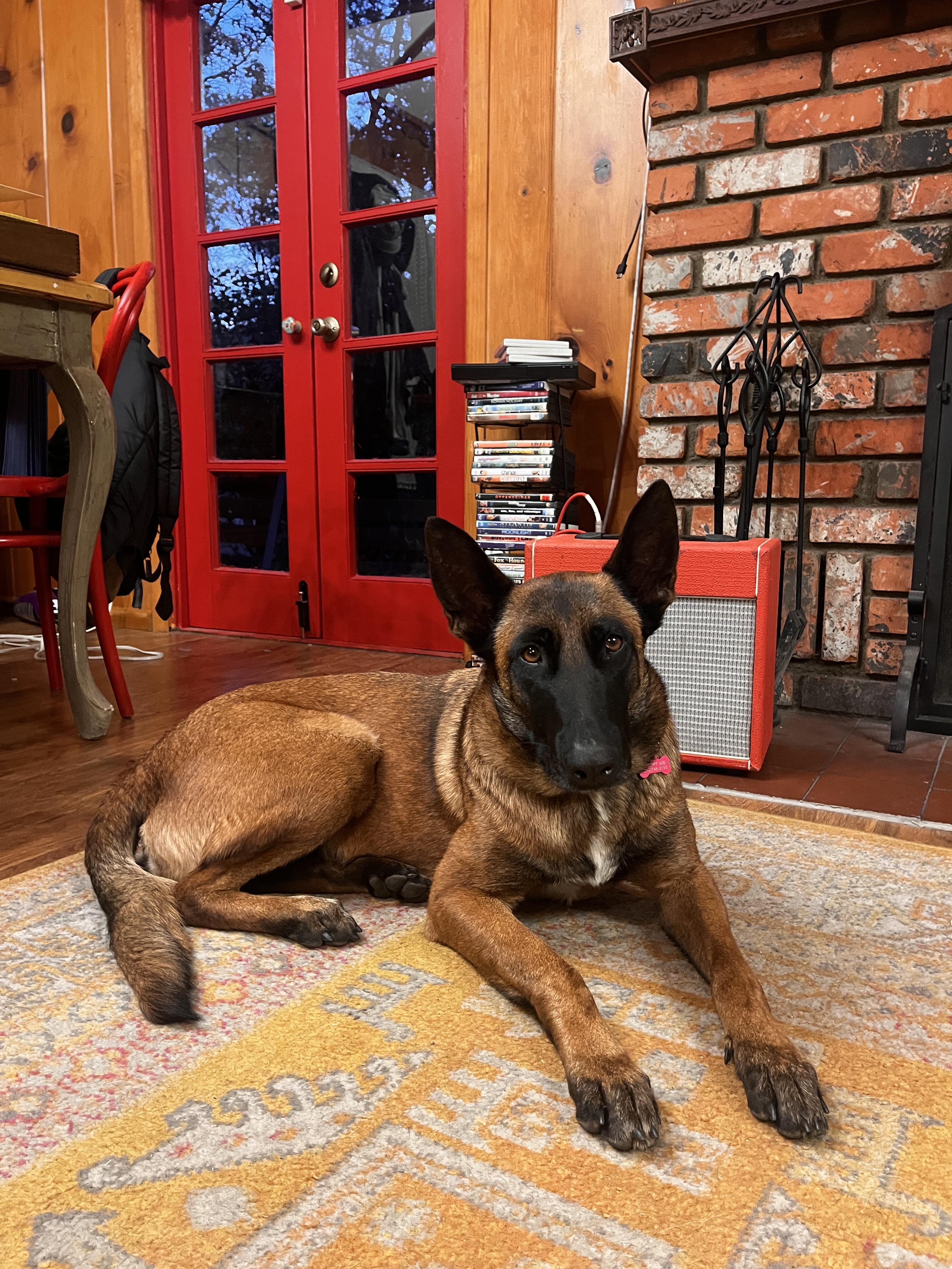 Enlarge Moxie, a Adoptable Belgian Shepherd / Malinois in Vancouver, WA image 6/6